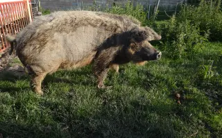 Zachraňte domov odloženým zvířátkům! Pomozte nám zabezpečit stodolu!