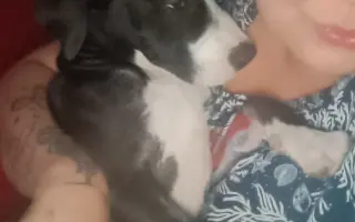 Pomozte našemu štěňátku Bleskovi přežít parvovirózu 🐾❤️