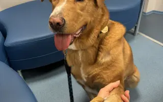 Chemoterapie pro Budnáše