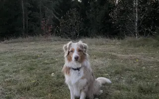 Veterinární vyšetření a léčba pro Matyldu