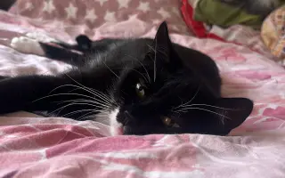 🐾 Pomoc pro 50 kočičích chlupáčů – prosba, která není lehká, ale je upřímná