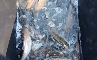 Obnova života rybníka po otravě ryb