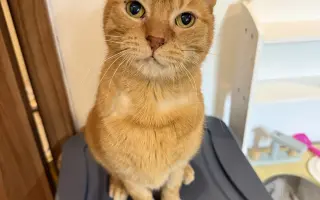 Druhá šance pro kocoura Joeyho