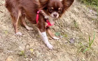 Pomozme Xyrušče znovu běhat 🐾♥️