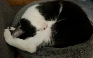 Pomozte❤️ Srdce pro zvířata - naděje pro opuštěné