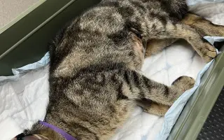 Pomoc pro opuštěná zvířátka - Kastrace, veterina, krmeni, kočkolit