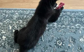 Pomoc pro malinkou Meggie