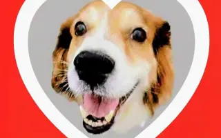 POMOC PRO FOXÍČKA, ASPENA A TAFFY-JACKA