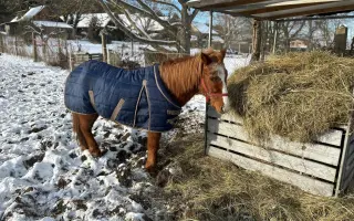 Pomocník pro Vrbovou stáj - místo naděje a zázraků pro týraná a opuštěná zvířata