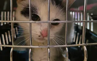 Pomoc s úhradou veterinárních nákladů 🙏