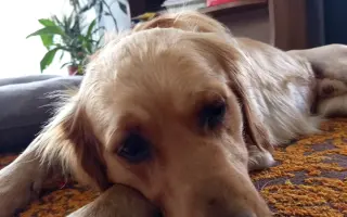 Pomozme Maxíkovi po nehodě zpět na nohy