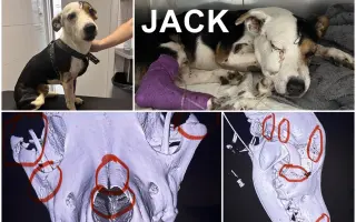 🙏🐾 Prosíme: "Pomozte nám uhradit veterinární péči pro pejsky bez domova." 🐾🙏