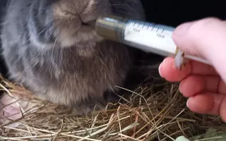 Pomozme Moonie zvládnout léčbu