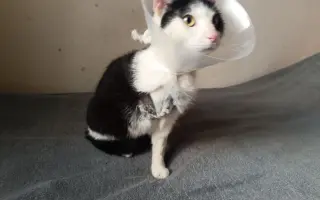 Veterinární pomoc naším svěřencům