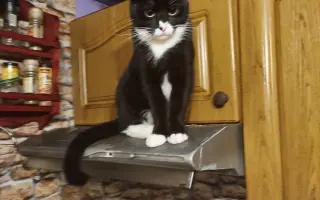 Operace kočičky Páji