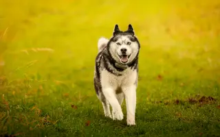 Šedou potřebuje stále pomoc, aby se mohl postavit na nohy