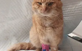 KOČIČKY V NOUZI - POMOZTE NÁM ZACHRÁNIT JEJICH ŽIVOTY