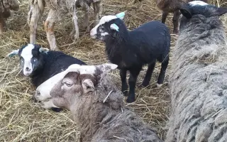 Dejte druhou šanci pro ovčí stádo