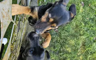 Pomozte Lucky znovu běhat – přispějte na její operaci a rehabilitace