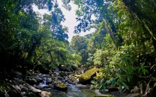 Amazonie volá o pomoc: zachraňme tisíce druhů zvířat a rostlin před těžaři