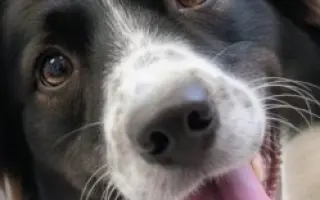 POMOC PRO FOXÍČKA, ASPENA A TAFFY-JACKA