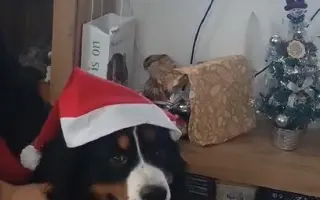 Pomozte Maxovi znovu běhat! 🐾