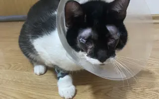 Pomohli jste Černochovi k lepšímu životu