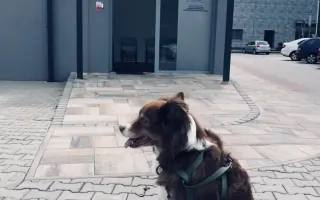 Freddie a NEpřítel nádor - pomůžete?