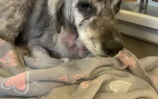 Voříškov přijal 45 nových chlupáčů - pomůžete spolu s námi změnit jejich příběh?