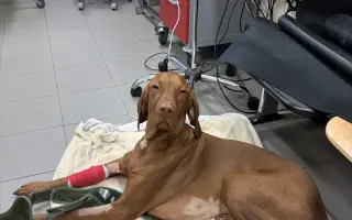 Pomozte nám zachránit Charlieho