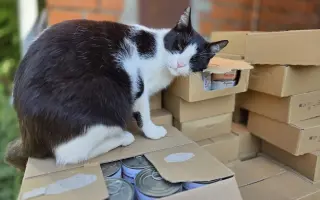 Prosba o příspěvek na nákup krmiva a steliva pro kočičky z Píšánku