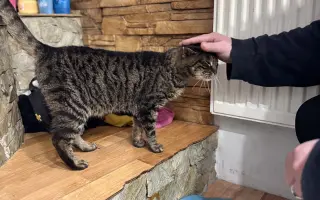 Kočičky Teta a Babča si zaslouží život bez bolesti