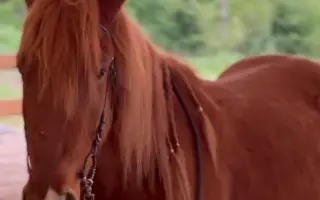 Oči pro Galona