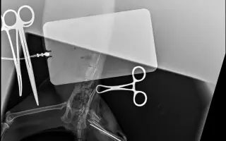 Nekonečný boj o záchranu zvířecích životů 😢