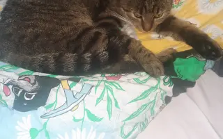 Léčba čtyřnohé kamarádky mého syna