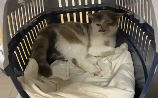 ❣️FUNGOVÁNÍ LIGY NA OCHRANU ZVÍŘAT - VETERINÁRNÍ PÉČE PRO KOČKY V NOUZI⚕️👩‍⚕️