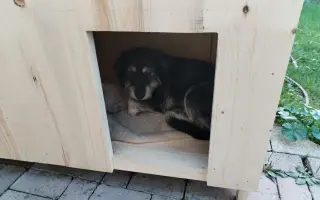 20 boudiček pro rumunské pejsky