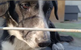 Pomocník pro Vrbovou stáj - místo naděje a zázraků pro týraná a opuštěná zvířata