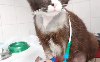 Operace kočičky Páji