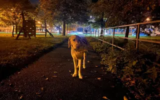 Pomozte Quentymu být mýma očima ❤️