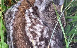Zabraňme společně zbytečné smrti již brzy narozených srnčat a dalších mláďat