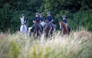 Pomozte nám postavit trojbox pro ustájení hiporehabilitačních koní DORADO z. s.