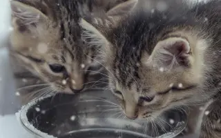 BOJ O PŘEŽITÍ (aneb záchrana kočiček bez domova)