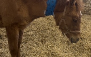 Hříbátko Leya s velkou chutí do života