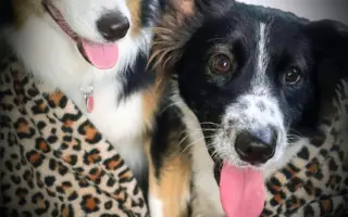 Kuki hledá pomoc pro svoji "paničku" - Bojujeme za každý den navíc