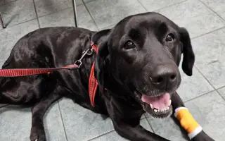 Lucky ještě jednou prosí o pomoc - operace nohy a rehabilitace