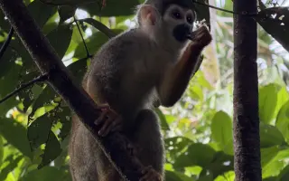 Amazonie volá o pomoc: zachraňme tisíce druhů zvířat a rostlin před těžaři