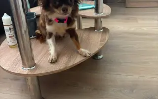 Pomozme Xyrušče znovu běhat 🐾♥️