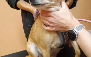 Operace a péče pro Cookie a Lilly