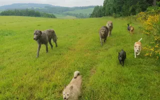 PSÍ BÁBINKY A DĚDULÍNCI - ROČNÍ PODPORA!